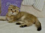 Kenny - Scottish Fold Cat For Sale - Los Angeles&comma; CA&comma; US