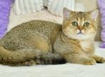 Rani - British Shorthair Cat For Sale - Los Angeles&comma; CA&comma; US
