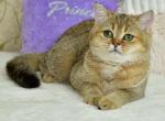 Rani1 - British Shorthair Cat For Sale - Los Angeles&comma; CA&comma; US