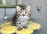 Opal B litter  Bronte - Siberian Kitten For Sale - Conyngham&comma; PA&comma; US