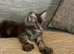 Jazzy Polydactyl - Maine Coon Cat For Sale - Kansas City&comma; MO&comma; US