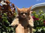 Apricot - Maine Coon Kitten For Sale - Hollywood&comma; FL&comma; US