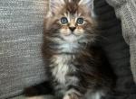 Swade - Maine Coon Cat For Sale - Kansas City&comma; MO&comma; US