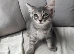 No tailed kittens - American Bobtail Kitten For Sale - Agawam&comma; MA&comma; US