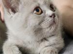 British Shorthair Kittens Girls Ready to go home - British Shorthair Kitten For Sale - Lockport&comma; IL&comma; US