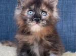 Andromeda - Maine Coon Kitten For Sale - Jackson&comma; TN&comma; US