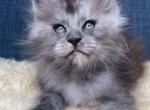Virgo - Maine Coon Kitten For Sale - Jackson&comma; TN&comma; US