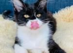 Sirius - Maine Coon Cat For Sale - Jackson&comma; TN&comma; US