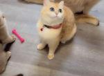 Orange - British Shorthair Cat For Sale - Clifton&comma; NJ&comma; US