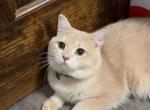Aros - British Shorthair Cat For Sale - Clifton&comma; NJ&comma; US