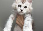 Bizzy - Maine Coon Kitten For Sale - Brooklyn&comma; NY&comma; US