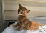 Simba - Maine Coon Kitten For Sale - Wilmington&comma; DE&comma; US