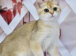 Caesar - British Shorthair Cat For Sale - Los Angeles&comma; CA&comma; US