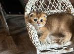 Golden chinchilla - Scottish Fold Cat For Sale - Brooklyn&comma; NY&comma; US