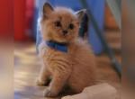 Titan - Ragdoll Kitten For Sale - KS&comma; US