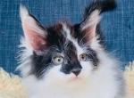 Hera - Maine Coon Kitten For Sale - Jackson&comma; TN&comma; US