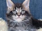 Clove - Maine Coon Kitten For Sale - Jackson&comma; TN&comma; US