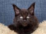 Poppy - Maine Coon Kitten For Sale - Jackson&comma; TN&comma; US