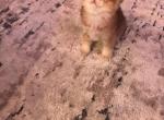 Nini - British Shorthair Kitten For Sale - Houston&comma; TX&comma; US