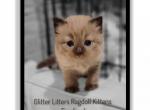 Timber - Ragdoll Kitten For Sale - KS&comma; US