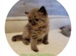 Charlie - Ragdoll Kitten For Sale - KS&comma; US