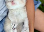 Simba - British Shorthair Cat For Sale - WA&comma; US