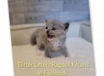 Charlotte - Ragdoll Kitten For Sale - KS&comma; US