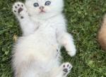 Bluey - British Shorthair Cat For Sale - WA&comma; US
