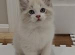 Show Quality Ragdoll Boy Bicolor - Ragdoll Kitten For Sale - Westborough&comma; MA&comma; US