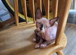 1female sphynx kitten available - Sphynx Kitten For Sale - Toledo&comma; OH&comma; US