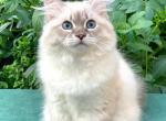 Max - Siberian Cat For Sale - MI&comma; US