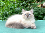Mishka - Siberian Cat For Sale - MI&comma; US