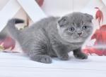 Jimmi - Scottish Fold Kitten For Sale - Chicago&comma; IL&comma; US