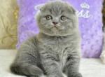 Jia - Scottish Fold Kitten For Sale - Chicago&comma; IL&comma; US