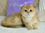Luntik - Scottish Fold Cat For Sale - Chicago&comma; IL&comma; US