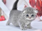 Jasmin - Scottish Fold Kitten For Sale - Chicago&comma; IL&comma; US