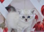 Jennifer - Scottish Straight Kitten For Sale - Chicago&comma; IL&comma; US