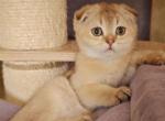 Jaz - Scottish Fold Cat For Sale - Samar&comma; Dnipropetrovsk Oblast&comma; UA