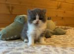 Beans - Persian Kitten For Sale - MO&comma; US