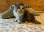 Guac - Persian Kitten For Sale - MO&comma; US