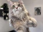 Lana - Maine Coon Cat For Sale/Service - Hollywood&comma; FL&comma; US