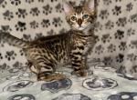 Bobbi the bobtailed Bengal - Bengal Kitten For Sale - 
