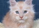 Bean - Maine Coon Kitten For Sale - Jackson&comma; TN&comma; US