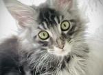 Lynx - Maine Coon Cat For Sale - Chicago&comma; IL&comma; US