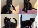 Male jet black - Highlander Kitten For Sale - Frenchtown&comma; MI&comma; US