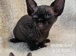 Sphynx Black Boy Atlas TICA - Sphynx Kitten For Sale - Lockport&comma; IL&comma; US