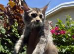 Grace - Maine Coon Cat For Sale - Hollywood&comma; FL&comma; US