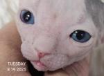 Sphynx DBE Girl TICA rights - Sphynx Kitten For Sale - Lockport&comma; IL&comma; US