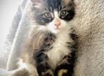 Oreo - Maine Coon Cat For Sale - Chicago&comma; IL&comma; US