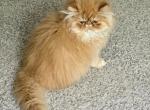 Red Fox - Persian Cat For Sale - Saint Louis&comma; MO&comma; US